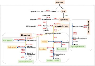 Transcriptomic and metabolomic correlation analysis: effect of initial SO2 addition on higher alcohol synthesis in Saccharomyces cerevisiae and identification of key regulatory genes